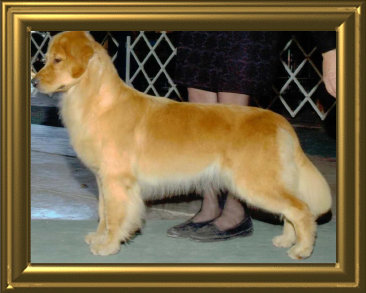 shilo_website_041125005054.jpg